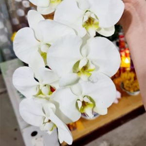 Hoa Hồ Điệp Màu – Xanh Cốm