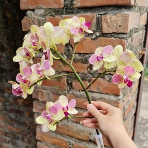 Hoa Hồ Điệp Nhí – Vàng viền A