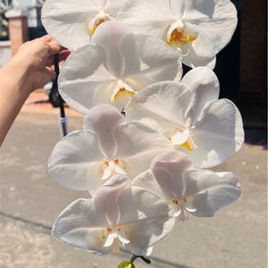 Hoa Hồ Điệp Trắng – A+
