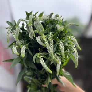 Hoa Amonica – Trắng A