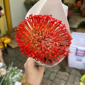 Hoa Ánh Trăng – Đỏ A