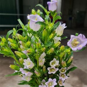 Hoa Chuông – Tím A