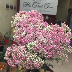 Hoa Gạo – Hồng A