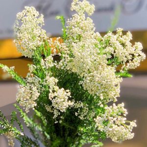 Hoa Gạo – Trắng A