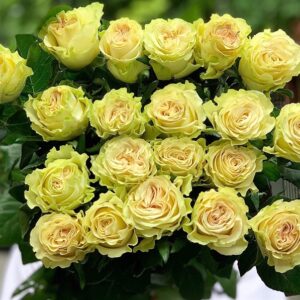 Hoa Hồng Đà Lạt Xanh Xoăn