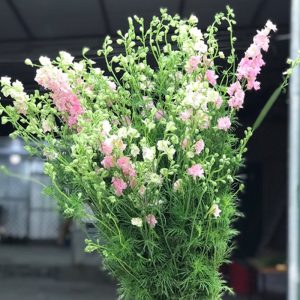 Hoa Phi Yến Thiên Điểu – Hồng A