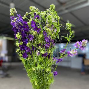 Hoa Phi Yến Thiên Điểu – Tím