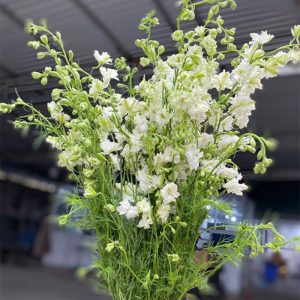Hoa Phi Yến Thiên Điểu – Trắng