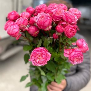 Hoa Hồng Chùm Côn Minh  – Tím rượu vang