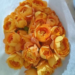 Hoa Hồng Chùm Côn Minh – Cam Juice A