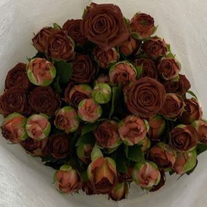 Hoa Hồng Chùm Côn Minh – Chocolate