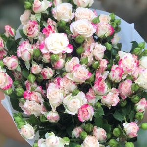 Hoa Hồng Chùm Côn Minh – Hồng Chiết Xạ A