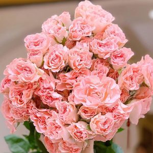 Hoa Hồng Chùm Côn Minh – Mỹ Nhân Ngư A