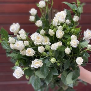 Hoa Hồng Chùm Côn Minh – Trắng A