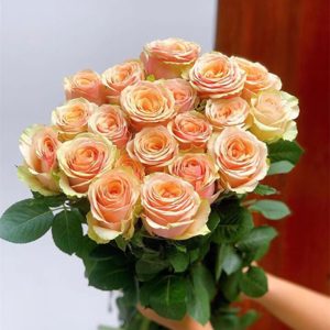 Hoa Hồng Côn Minh – Cam nghệ viền A
