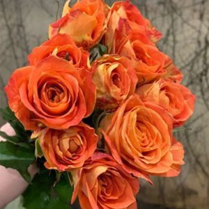 Hoa Hồng Côn Minh – Cam Party A