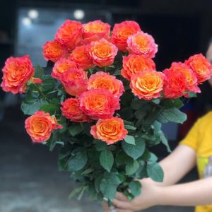 Hoa Hồng Côn Minh – Cam Spirit A