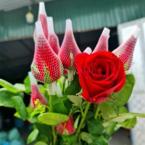 Hoa Hồng Côn Minh – Đỏ Lưới A