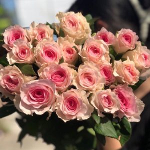Hoa Hồng Côn Minh – Lạc Thần A