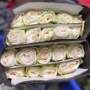 Hoa Hồng Côn Minh – Ohara Trắng A