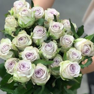 Hoa Hồng Côn Minh – Tím Khói A