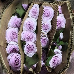 Hoa Hồng Côn Minh – Tím Môn A