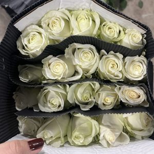 Hoa Hồng Côn Minh – Trắng Cồ Pride A