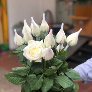 Hoa Hồng Côn Minh – Trắng Lưới A