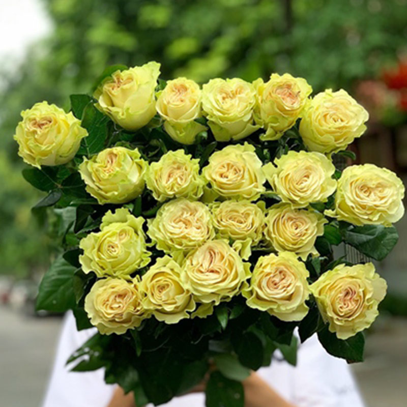 Hoa Hồng Côn Minh – Xanh Lưu Ly A