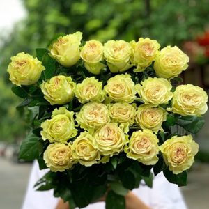 Hoa Hồng Côn Minh – Xanh Lưu Ly A