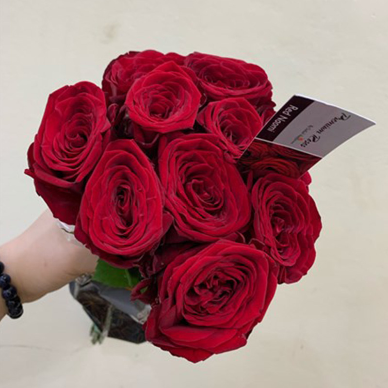 Hoa Hồng Đà Lạt – Rednaomi