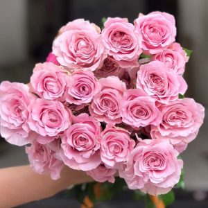 Hoa Hồng Đà Lạt Baby Love