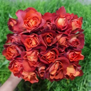 Hoa Hồng Đà Lạt Cà phê