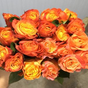 Hoa Hồng Đà Lạt Cam Cháy