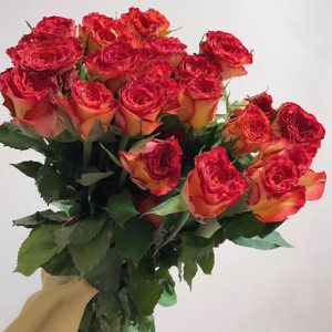 Hoa Hồng Đà Lạt Cam Lửa