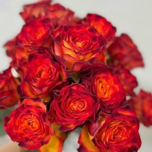 Hoa Hồng Đà Lạt Cam Lửa Viền