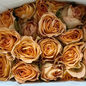 Hoa Hồng Đà Lạt Cam Mộng Mơ