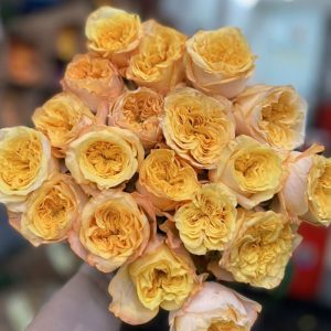 Hoa Hồng Đà Lạt Cam Nữ Thần