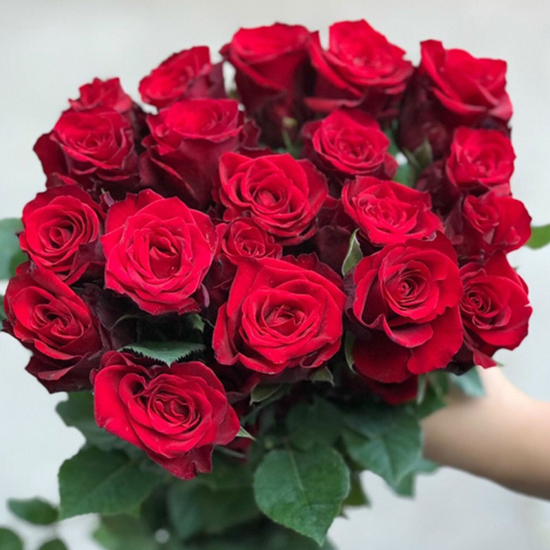 Hoa Hồng Đà Lạt Đỏ Mina