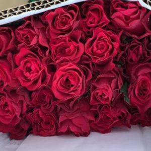Hoa Hồng Đà Lạt Đỏ Truyền Kỳ