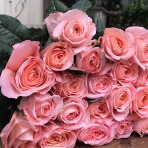 Hoa Hồng Đà Lạt London