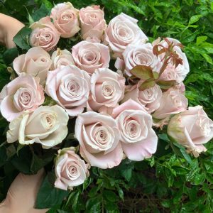 Hoa Hồng Đà Lạt Manta
