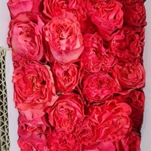 Hoa Hồng Đà Lạt Nữ Thần Hồng