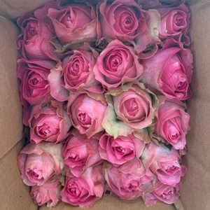 Hoa Hồng Đà Lạt Sen phật