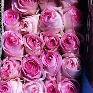 Hoa Hồng Đà Lạt Song Hỷ Hồng