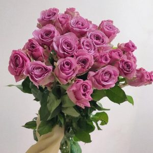 Hoa Hồng Đà Lạt Tím Huế