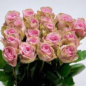 Hoa Hồng Đà Lạt Tím Kendy