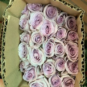 Hoa Hồng Đà Lạt Tím Môn