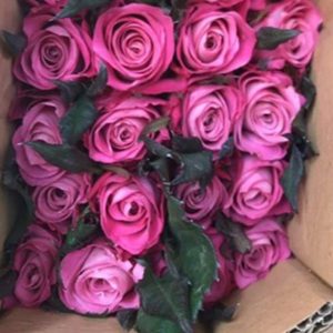 Hoa Hồng Đà Lạt Tím Xoáy