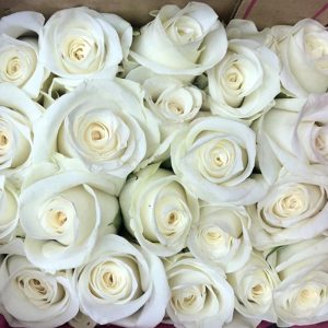 Hoa Hồng Đà Lạt Trắng Xoáy